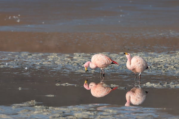 James-Flamingos (Phoenicoparrus jamesi) bei der Laguna Hedionda