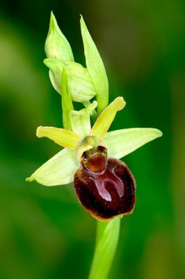 (Gewöhnliche) Spinnen-Ragwurz (Ophrys sphegodes); 11.4.15