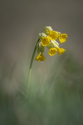 Auswahlbild 19 - Echte Schlüsselblume