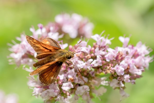 Rostfarbiger Dickkopffalter (Ochlodes sylvanus); danke Peter Schmidt :-)