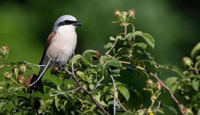 21 - Neuntöter Männchen auf seiner Warte