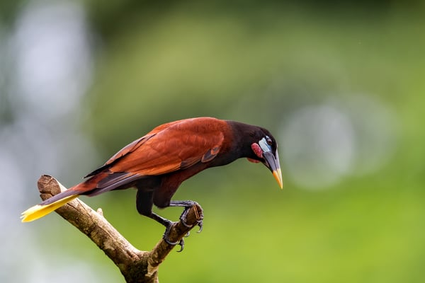 Montezumastirnvogel (Gymnostinops montezuma); 12.5.2018