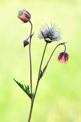 Bach-Nelkenwurz (Geum Rivale); Plain de Saigne, Montfaucon (Franches Montagnes, JU); 4. Juni 2015