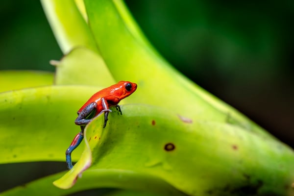 Erdbeerfröschchen (Oophaga pumilio), Blue Jeans Farbvariante, 17-22mm, Giftabsonderung (von Ameisennahrung) an Hautoberfläche