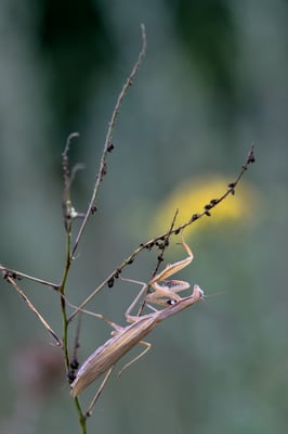 Europäische Gottesanbeterin (Mantis religiosa); 11. August 2018, Nordwestschweiz