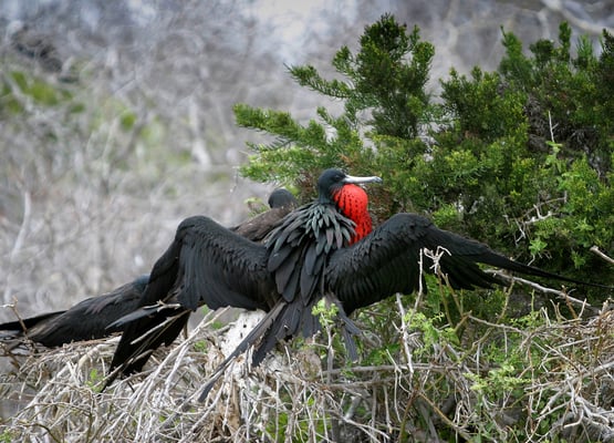 Fregattvogel, Galapagos Ecuador