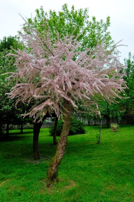 Cascina Madonna, Refrancore im Monferrato