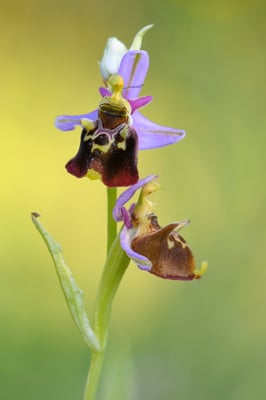 Hummelragwurz (Ophrys holoserica); 2. Juni 2017