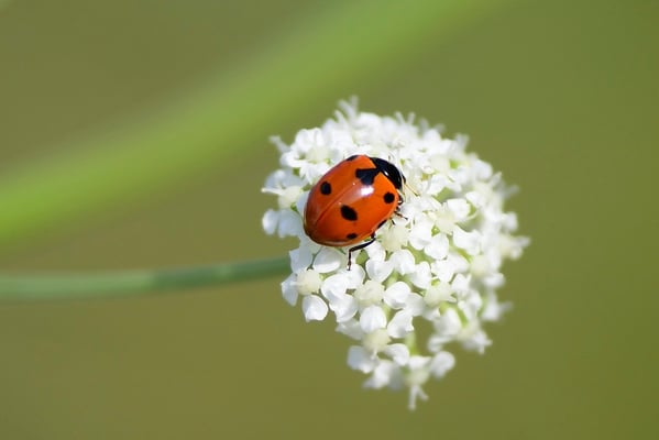 Marienkäfer (Coccinellidae)