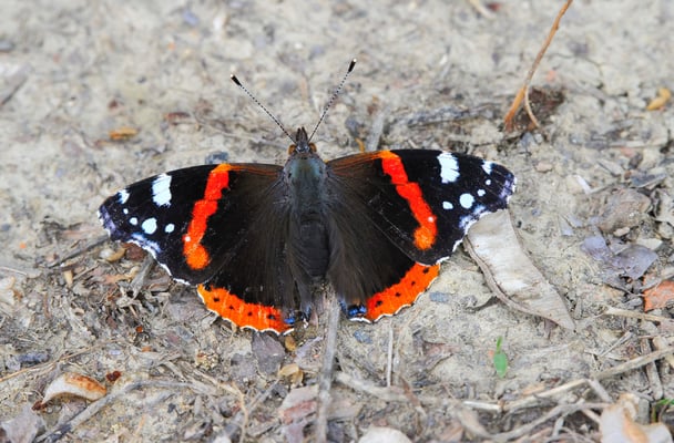 Admiral, Hügel über der Villa Tiboldi, S. Stefano bei Canale