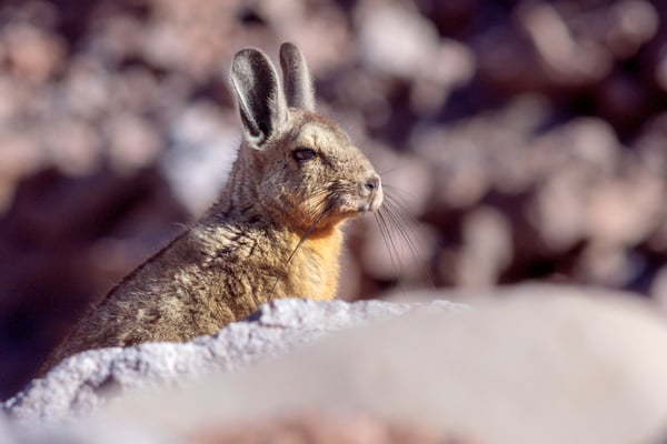 Die Cuvier-Hasenmaus oder Eigentliches Bergviscacha (Lagidium viscacia) 
