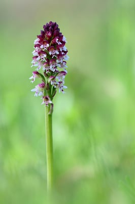 Brand-Knabenkraut (Orchis ustulata); Rotberg; 22. April 2016
