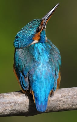 Eisvogel (Alcedo atthis)