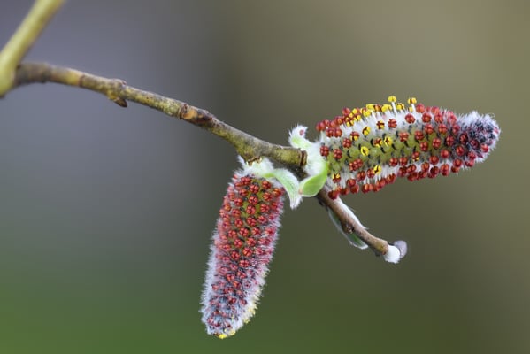 Purpur-Weide (Salix purpurea) ; Reuss; 30. März 2018