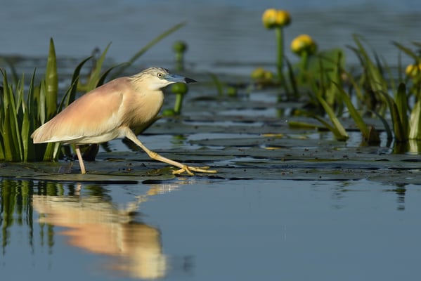 Rallenreiher (Ardeola ralloides); Donaudelta; Juni 2014