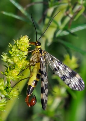 Skorpionsfliege (Panorpa communis) Männchen