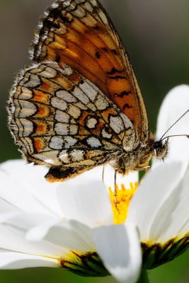 97 Wachtelweizen-Scheckenfalter (Melitaea athalia); Motta Naluns GR; 31-7-2012