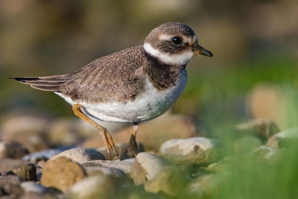 Sandregenpfeifer (Charadrius hiaticula); Jona Stampf; 25.9.2016