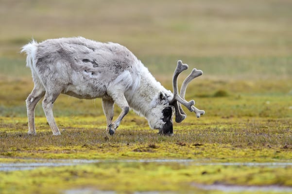 Spitzbergen-Ren (Rangifer tarandus platyrhynchus); Longyearbyen; Juli 2015
