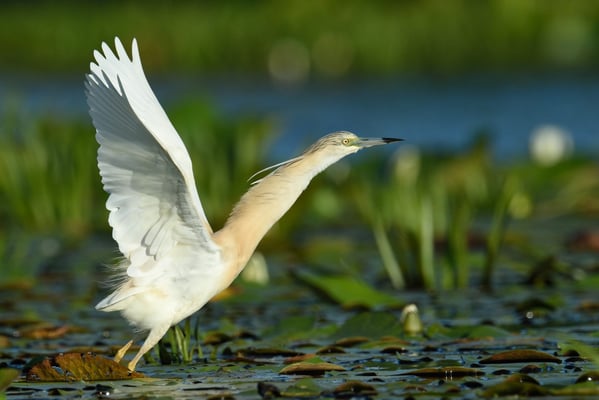 Rallenreiher (Ardeola ralloides); Donaudelta; Juni 2014