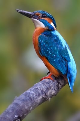 Eisvogel (Alcedo atthis); Rumänien; Juni 2014