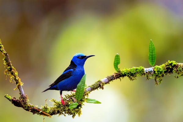 Azurnaschvogel oder Gelbfüßige Honigsauger (Cyanerpes lucidus) ; 12.5.2018; Männchen hat während der Brut rote Füsse