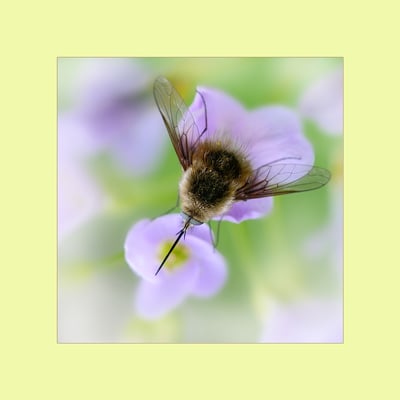 Große Wollschweber (Bombylius major); 30. April 2016