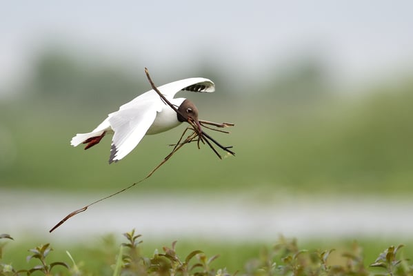 Lachmöwe (Chroicocephalus ridibundus); Donaudelta; Juni 2014