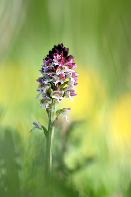 Schwärzliches Knabenkraut (Orchis ustulata) 2018