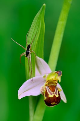 Laufspinne Philodromus dispar (Männchen); Effingen, 23. Mai 2015