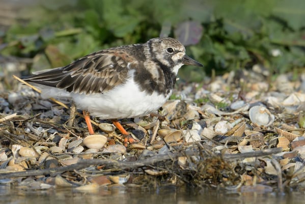Steinwälzer (Arenaria interpres); Texel; 14.4.2014
