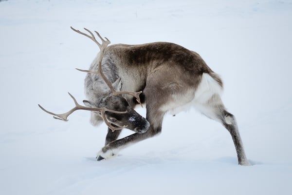 Rentier (Rangifer tarandus); Februar 2013 Tromsö Norwegen