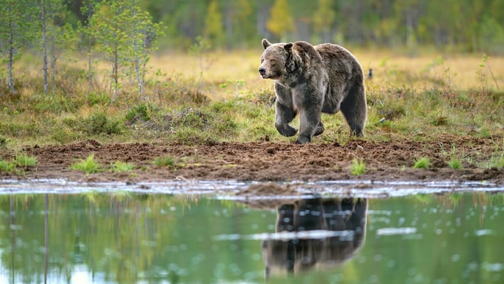 Bären im Finnischen Herbstwald; Viiksimo, 8. September 2019