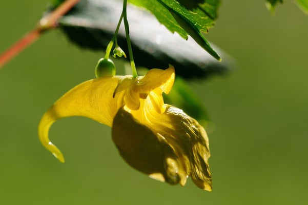 Großes Springkraut (Impatiens noli-tangere); Montfaucon (Combe des Etroits); 15-8-2012