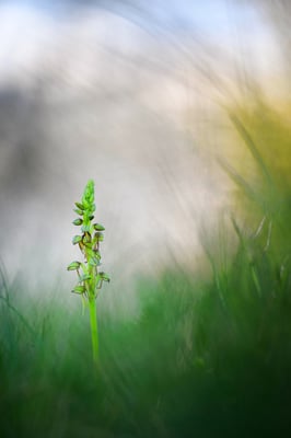 Puppenorchis (Aceras anthropophorum); Waadt 2018