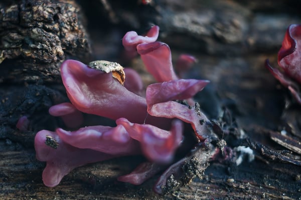 Naturplastik, 6 mm; 30. Oktober 2016