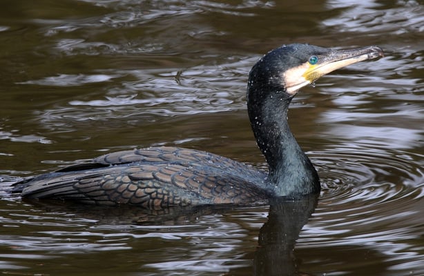 Kormoran