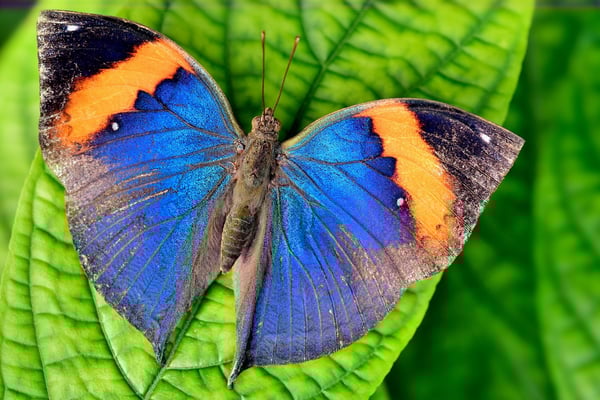 Indischer Blattfalter (Kallima paralekta<)