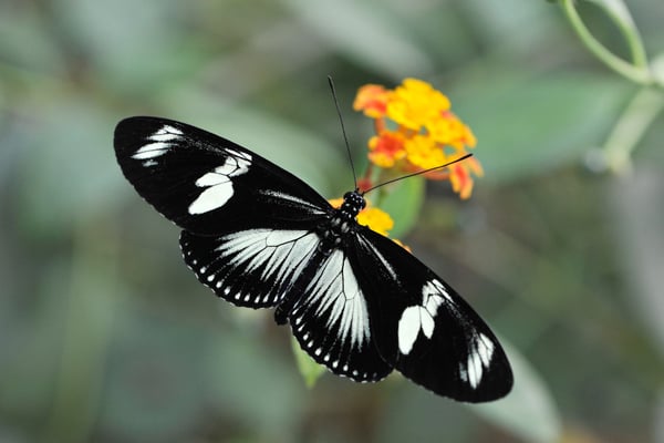 Doris-Falter (Heliconius doris)