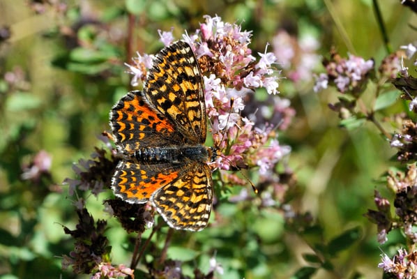 128 Roter Scheckenfalter (Melitaea didyma), Weibchen;