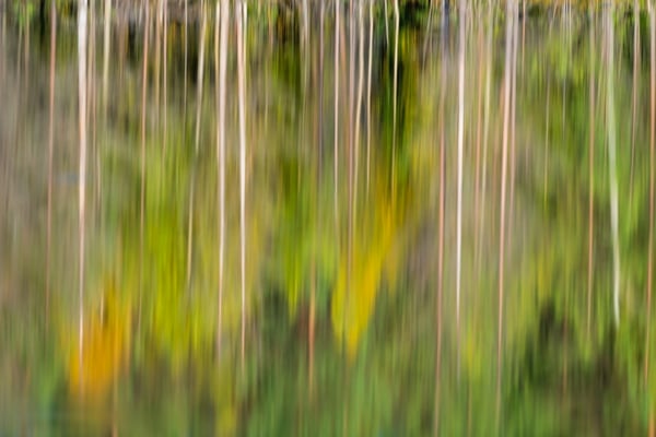 Farbenspiegel im finnischen Herbstwald