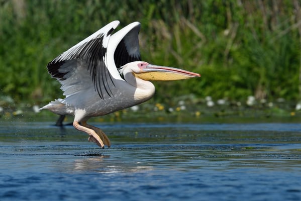 Rosapelikan (Pelecanus onocrotalus); Rumänien; Juni 2014
