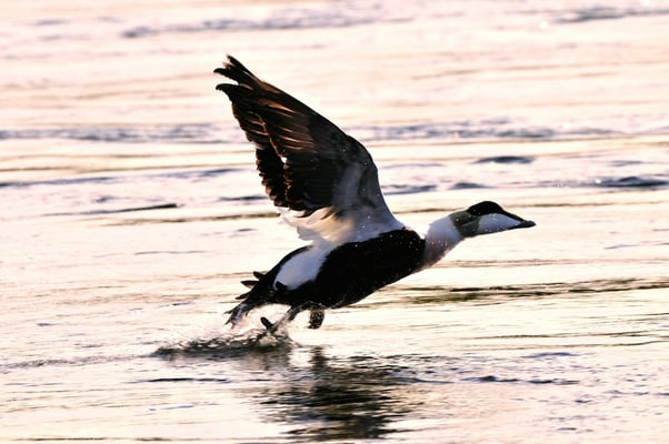 Eiderente im Tidenstrom