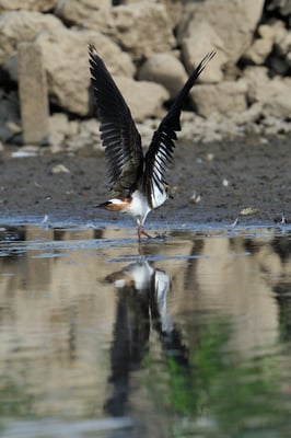 Kiebitz (Vanellus vanellus)
