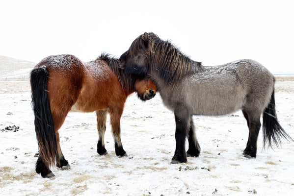Islandpferde, auch Isländer oder Islandpony genannt; zwischen  Skaftafell und Vik