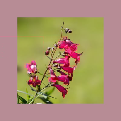 Bartfaden (Penstemon)