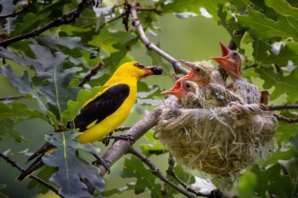 15 - Pirolmännchen füttert 3 Küken mit einer Maulbeere