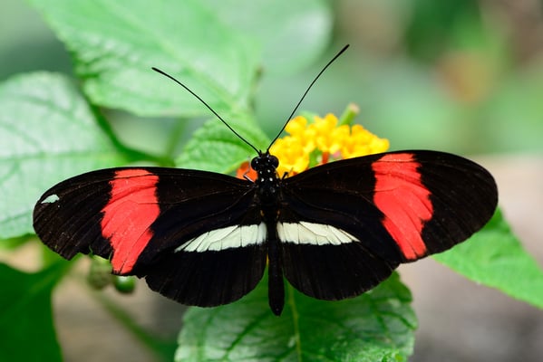 Kleiner Postbote (Heliconius erato)