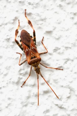 Die Amerikanische Kiefern- oder Zapfenwanze (Leptoglossus occidentalis); Jardin Musette; 11. Oktober 2018