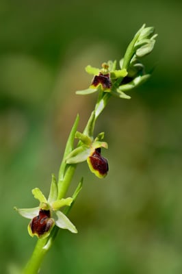 Kleine Spinnen-Ragwurz (Ophrys araneola); 24.4.15